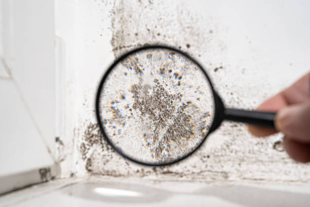 Best Mold Damage Restoration  in Clear Lake, WI